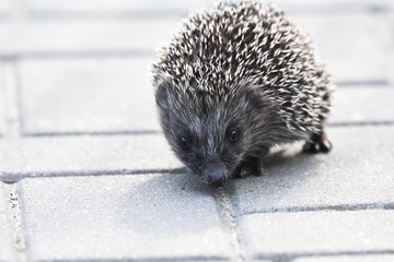 Prickly hedgehog mother with three young people looking for food on an evening walk between houses and streets of the city. Omnivore mammals active at night. © TRINGA