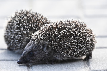 Prickly hedgehog mother with three young people looking for food on an evening walk between houses and streets of the city. Omnivore mammals active at night.