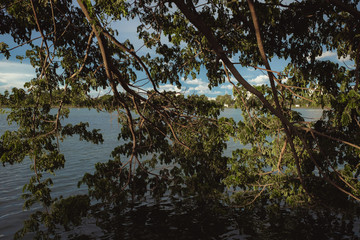 tree and lake in the afternoon