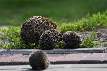 Prickly hedgehog mother with three young people looking for food on an evening walk between houses...