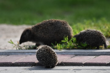 Prickly hedgehog mother with three young people looking for food on an evening walk between houses and streets of the city. Omnivore mammals active at night.