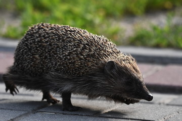 Prickly hedgehog mother with three young people looking for food on an evening walk between houses and streets of the city. Omnivore mammals active at night.