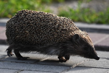 Prickly hedgehog mother with three young people looking for food on an evening walk between houses and streets of the city. Omnivore mammals active at night.