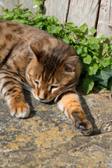 beautiful pedigree Bengal cat dozing in the sun in a garden
