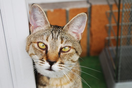 50 件の最適な 寄り目 画像、ストック写真、ベクター  Adobe Stock