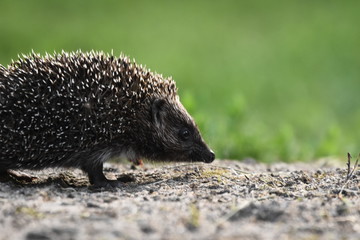Prickly hedgehog mother with three young people looking for food on an evening walk between houses and streets of the city. Omnivore mammals active at night. © TRINGA