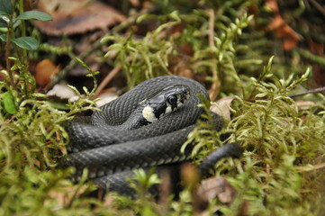 Grass snake resting and hunting in the woods for smaller victims. A venomous snake with yellow spots on the head with a shiny scales and a split tongue. Cold blooded reptile.