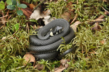 Grass snake resting and hunting in the woods for smaller victims. A venomous snake with yellow spots on the head with a shiny scales and a split tongue. Cold blooded reptile.