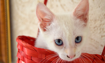 blanco