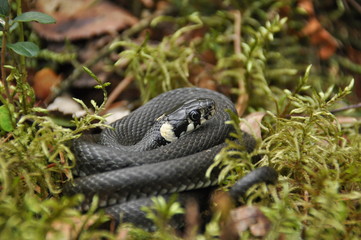 Grass snake resting and hunting in the woods for smaller victims. A venomous snake with yellow...