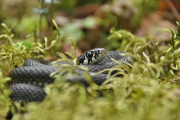 Grass snake resting and hunting in the woods for smaller victims. A venomous snake with yellow spots on the head with a shiny scales and a split tongue. Cold blooded reptile.