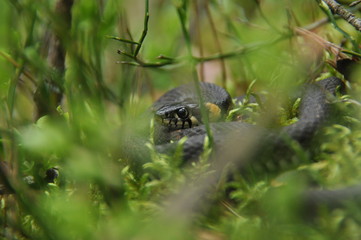 Grass snake resting and hunting in the woods for smaller victims. A venomous snake with yellow spots on the head with a shiny scales and a split tongue. Cold blooded reptile.