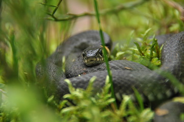 Grass snake resting and hunting in the woods for smaller victims. A venomous snake with yellow...