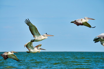 Pelicans in flight. Caspian Sea. Atyrau Region. Kazakhstan.  Pelicans are a genus of large water birds that make up the family Pelecanidae. 