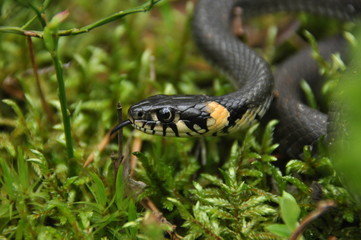 Grass snake resting and hunting in the woods for smaller victims. A venomous snake with yellow spots on the head with a shiny scales and a split tongue. Cold blooded reptile.