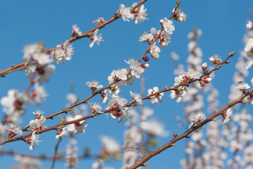 Cherry branches with white flowers