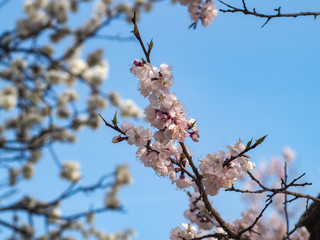 桜のアップ