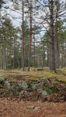 path in the forest