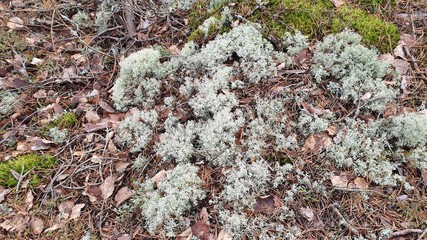 lichen on a rock