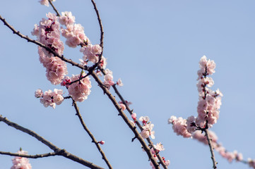 桜アップ