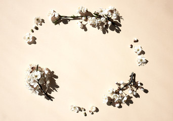 Spring background. Blooming cherry branches on a pastel background.