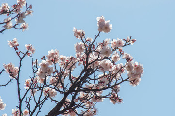 陽光を浴びる薄桃色の花