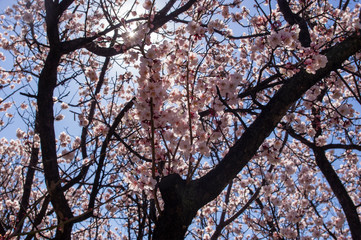 陽光そそぐ春の花