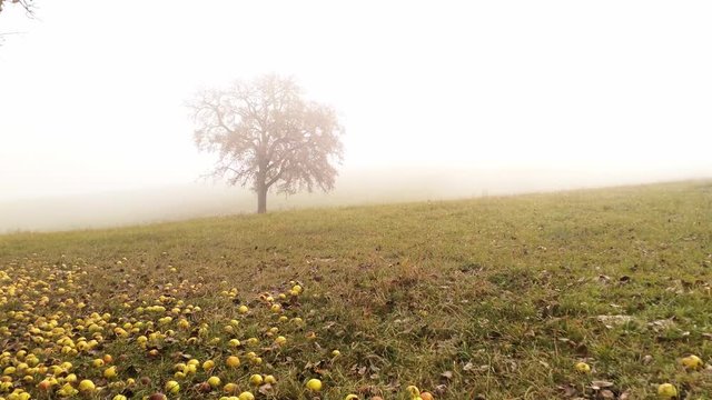 Moving over a meadow trough fog. Apple tree on the left some trees on the ground. Dolly in wide angle