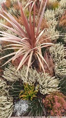 Obraz premium cactus in the garden