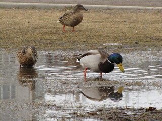 wild ducks in a city park color photo