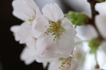 Fototapeta na wymiar ソメイヨシノ（サクラ）の花