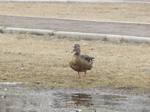 wild ducks in a city park color photo