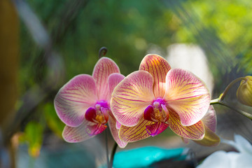Fototapeta na wymiar Flor orquidea naturaleza botanica reja