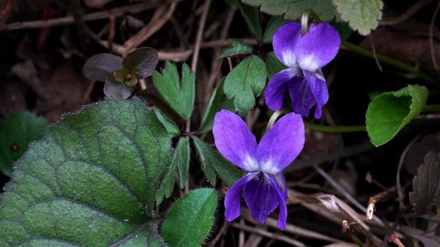Wild Violet (Viola papilionacea) in natural environment - (4K)