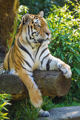 Sibirischer Tiger (Panthera tigris altaica)