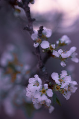 Obraz premium bee on a flower