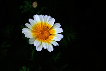 yellow daisy flower