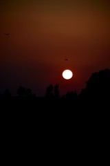 silhouette of a tree on sunset 