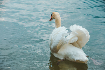 white swans in blue lake water