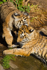 Junger Sibirischer Tiger (Panthera tigris altaica) beim Spielen