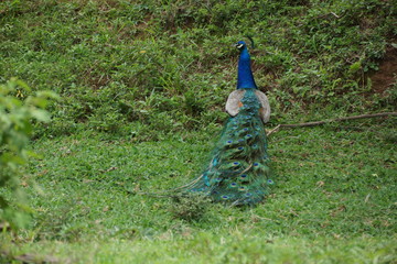 Pavão
