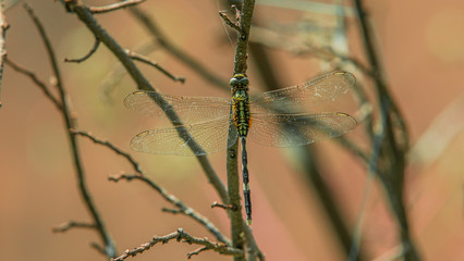 The Dragonfly in the branch in the morning