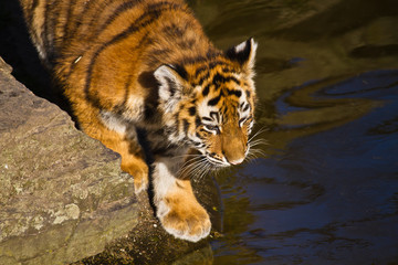 Kleiner Sibirischer Tiger (Panthera tigris altaica), Tigerbaby
