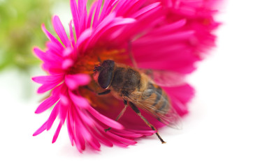 One little bee on the chrysanthemum.