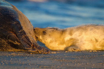 Junge Kegelrobbe (Halichoerus grypus) auf Helgoland
