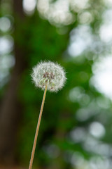 봄 야외에 핀 민들레와 홀씨