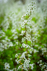 야외 들판에 핀 야생화 군락 