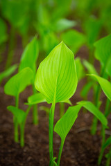 군락을 이루고 있는 야생란