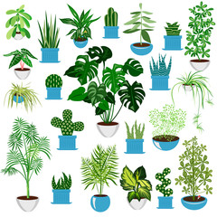 homemade flowers. set of vector images of domestic plants. exotic plants in pots for home