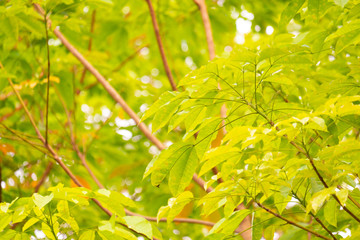 Fototapeta na wymiar Rubber leaf on tree in nature